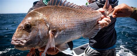 angler nz fishing tackle